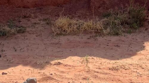 Coyote vs. ACME