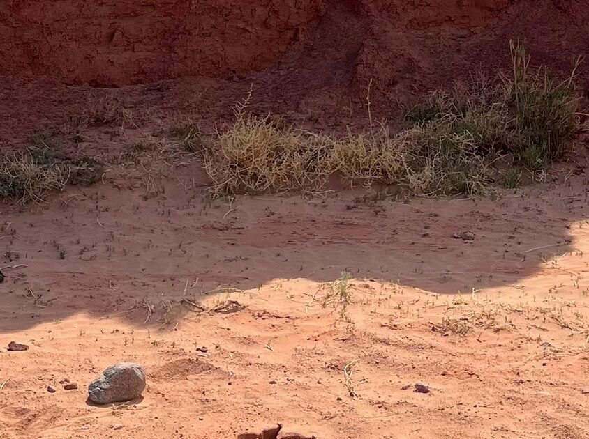 Coyote vs. ACME